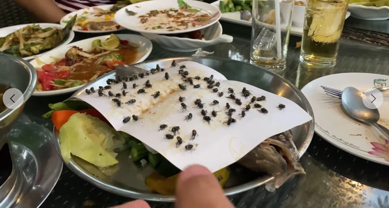 โวยร้านอาหารแมลงวันเยอะ