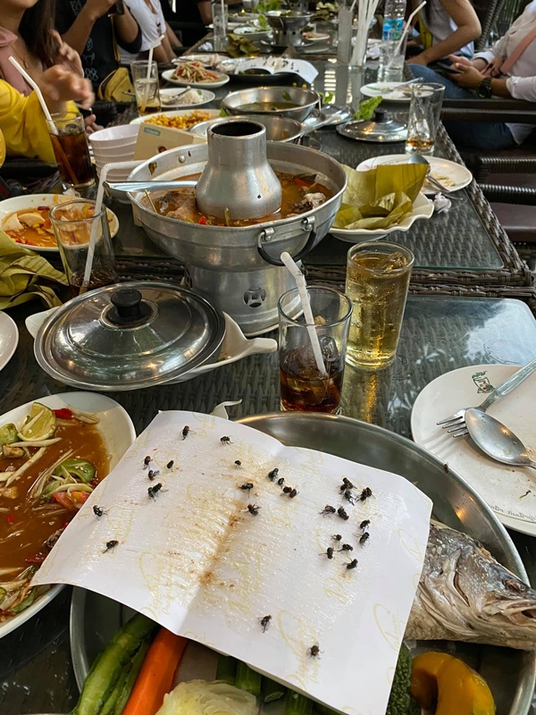 โวยร้านอาหารแมลงวันเยอะ