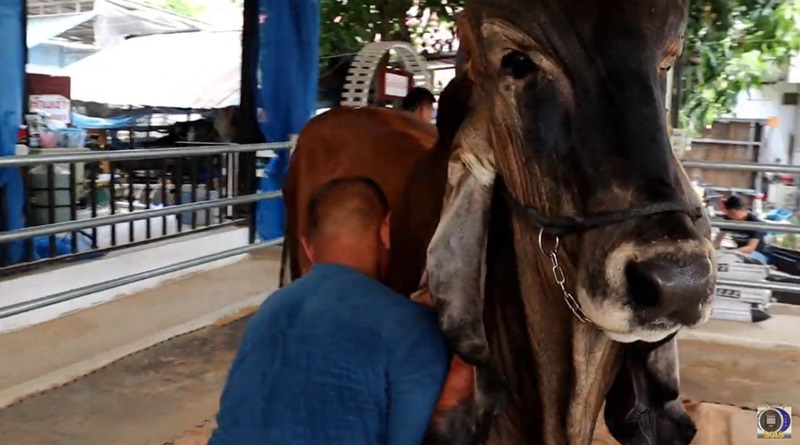 วัวราคา 2 ล้าน