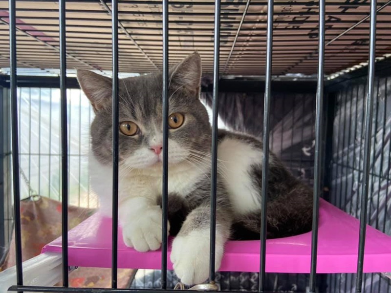 จับยาเสพติด ยึดแมว