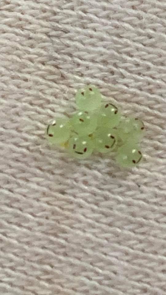 ไข่ยิ้ม คืออะไร