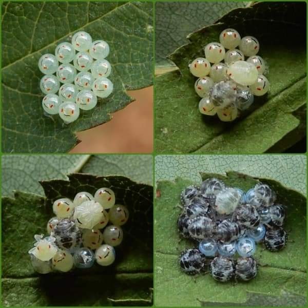 มวนพิฆาต