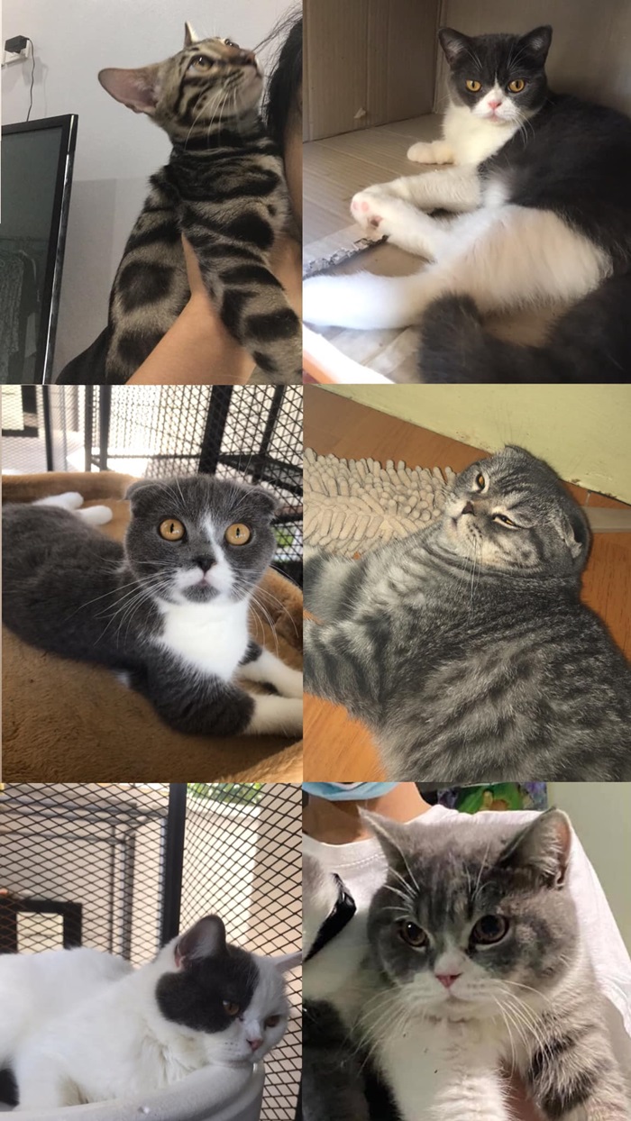 จับยาเสพติด ยึดแมว