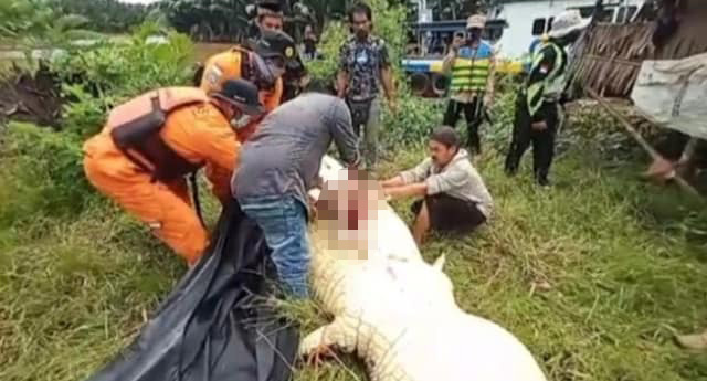 จระเข้กินเด็ก