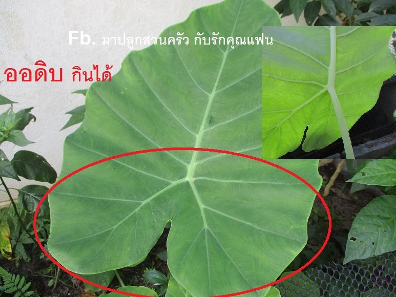 วิธีแยกออดิบ บอนโหรา