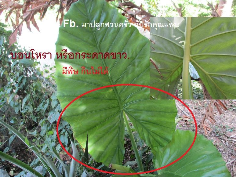 วิธีแยกออดิบ บอนโหรา