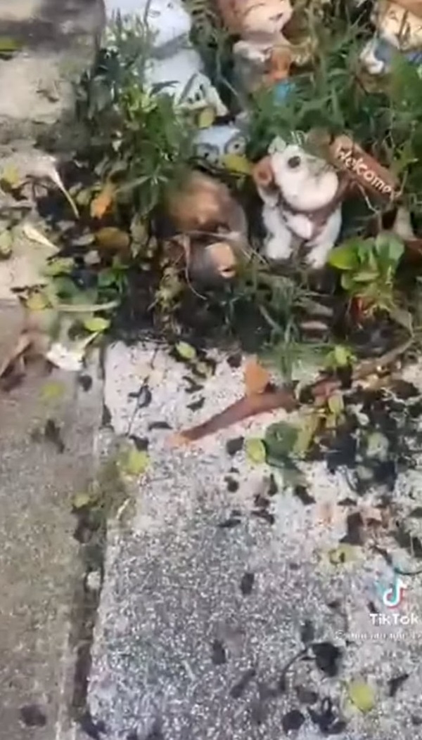 ปัญหาเพื่อนบ้าน