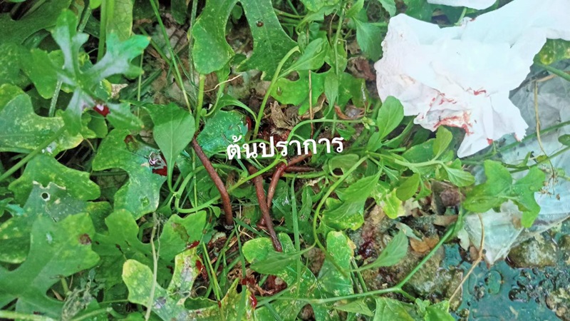 เสกตะปูเข้าท้อง