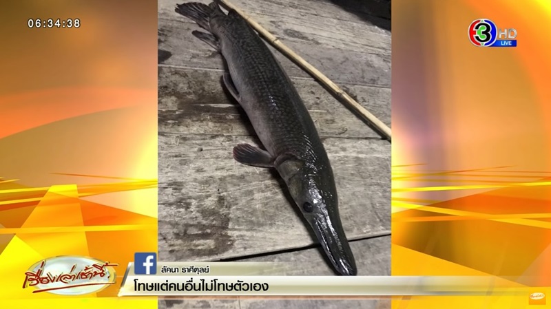 ปลาอัลลิเกเตอร์