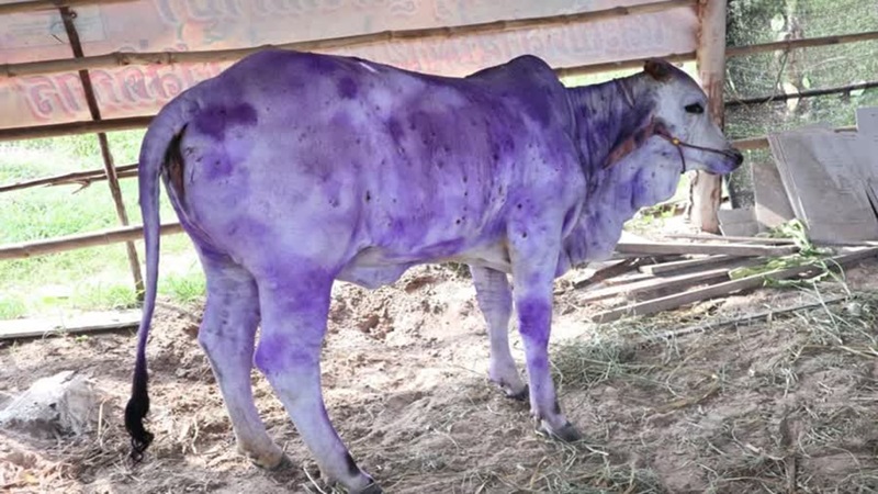 ลัมปีสกิน