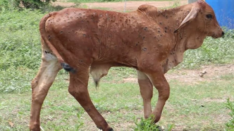 ลัมปีสกิน