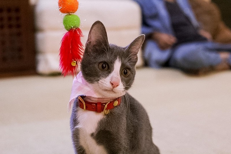 น้องลูซีล