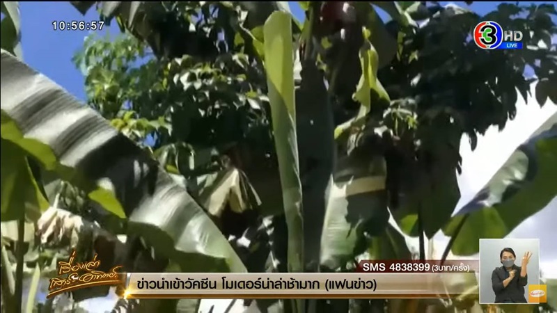 กล้วยด่าง