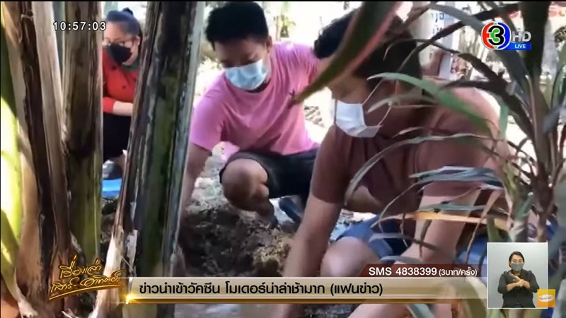 กล้วยด่าง