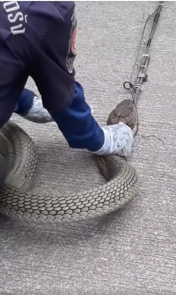 งูบองหลา