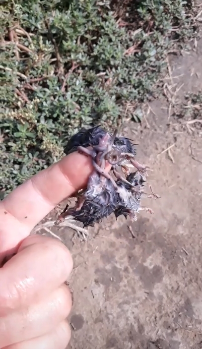 ราชาหนู