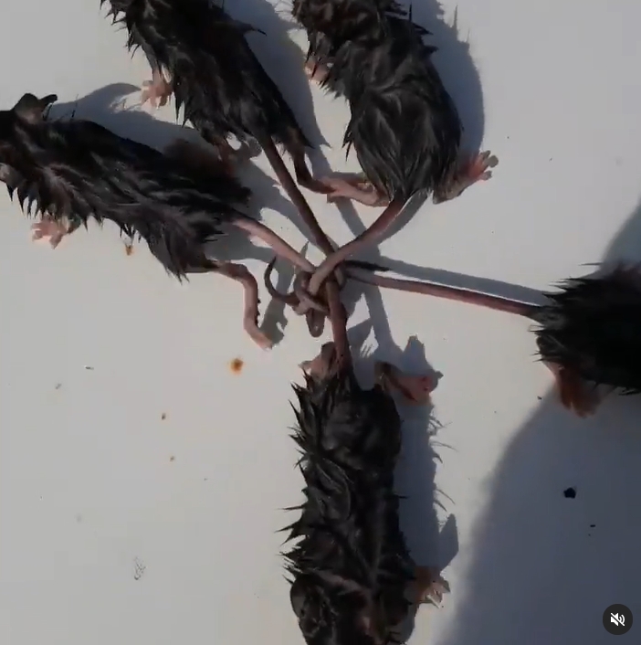 ราชาหนู