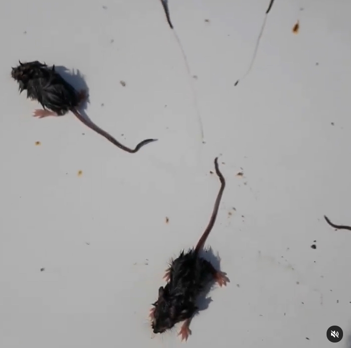 ราชาหนู