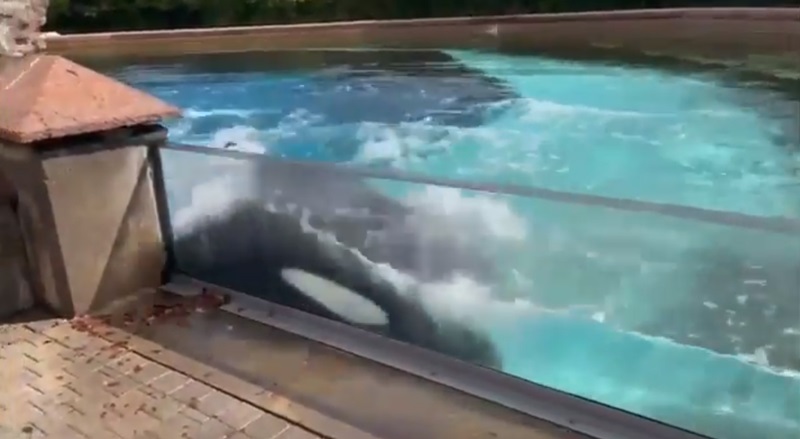 วาฬเพชฌฆาต