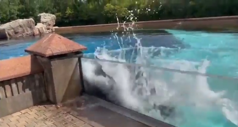 วาฬเพชฌฆาต