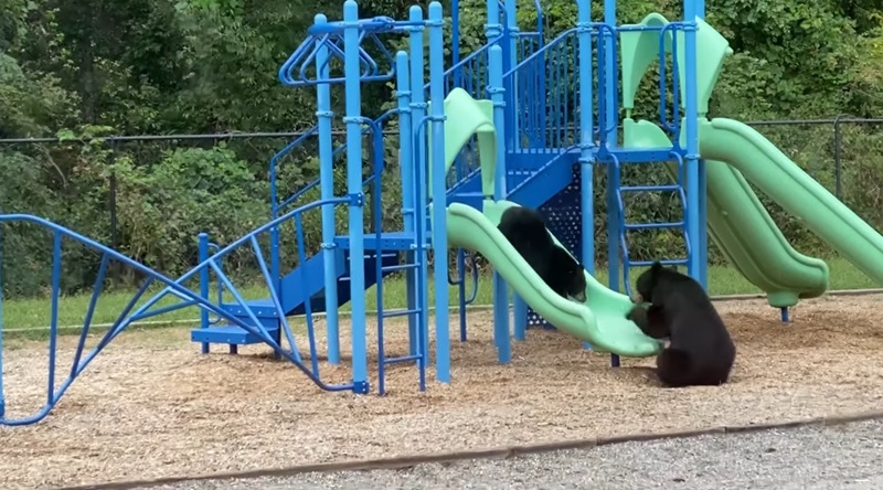 ลูกหมีเล่นสไลเดอร์