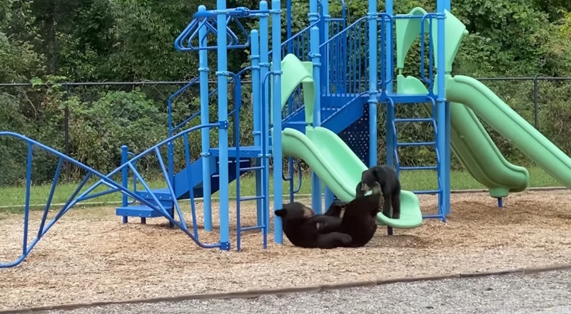 ลูกหมีเล่นสไลเดอร์