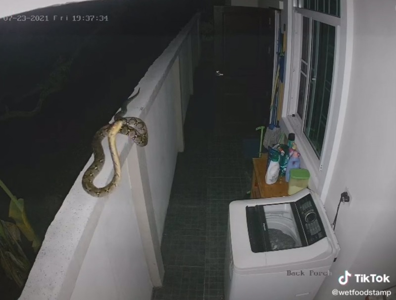 งูเลื้อยบนกำแพง