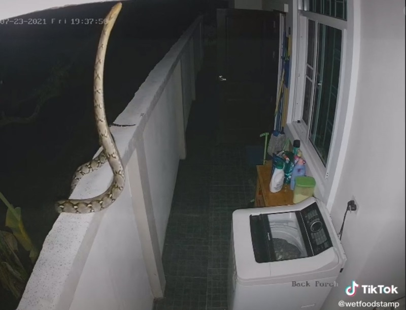 งูเลื้อยบนกำแพง