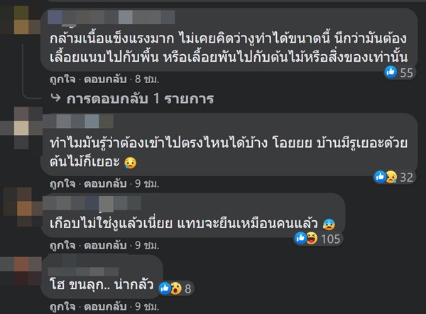 งูเลื้อยบนกำแพง