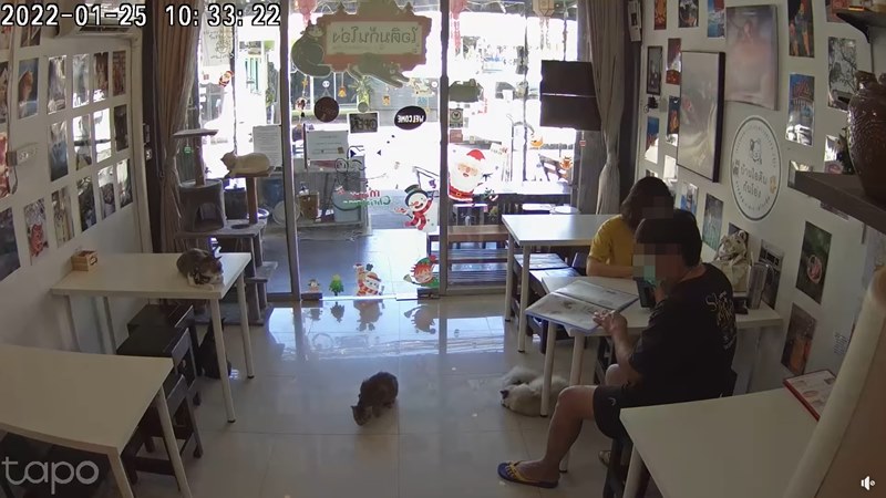 ดราม่าคาเฟ่แมว