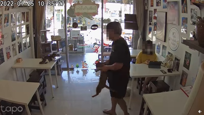 ดราม่าคาเฟ่แมว