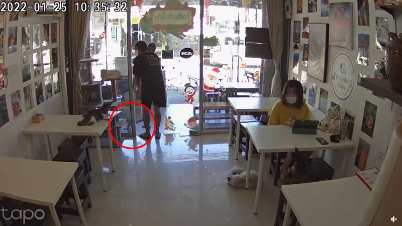 ดราม่าคาเฟ่แมว