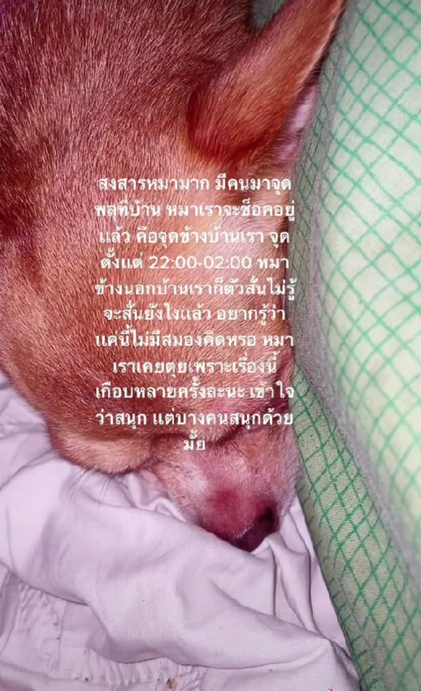 จุดพลุปีใหม่