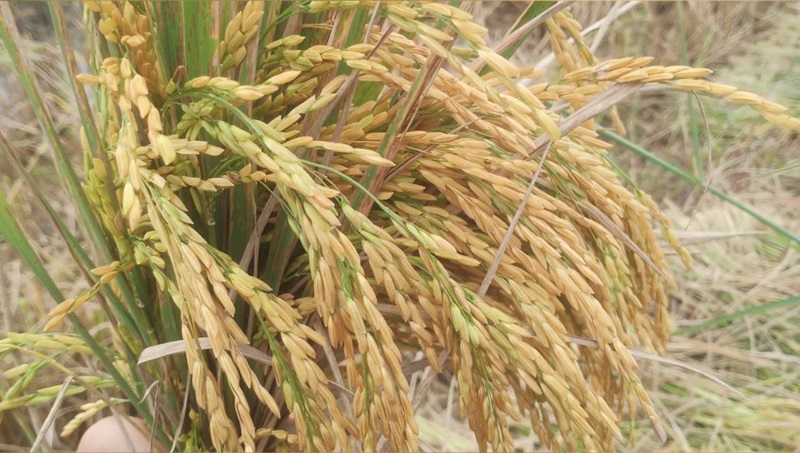 ไวรัลขายข้าว