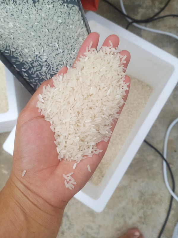 ไวรัลขายข้าว