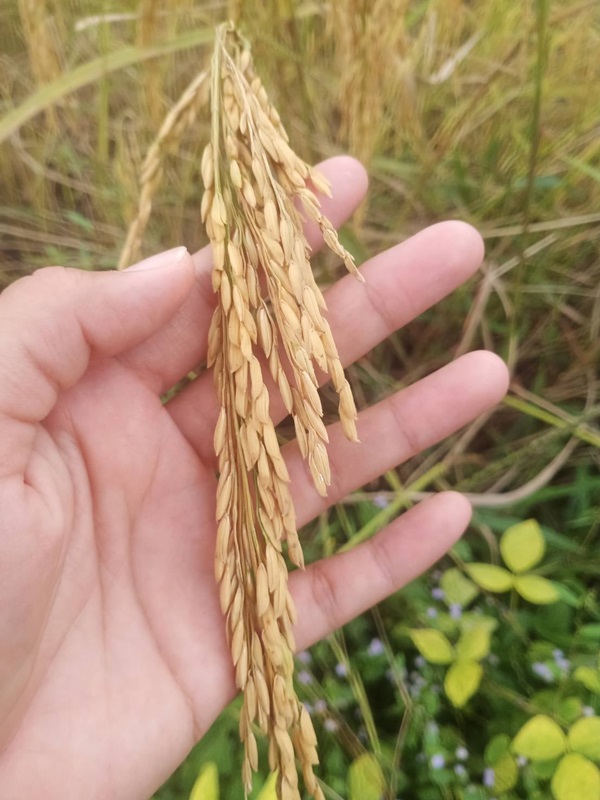 ไวรัลขายข้าว