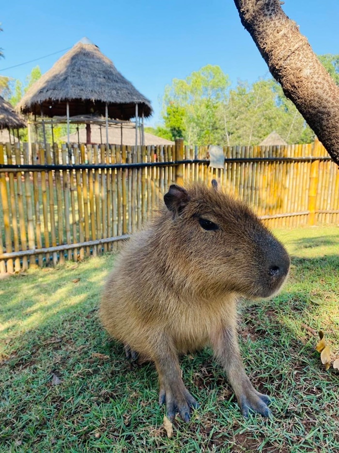 คาปิบาร่า