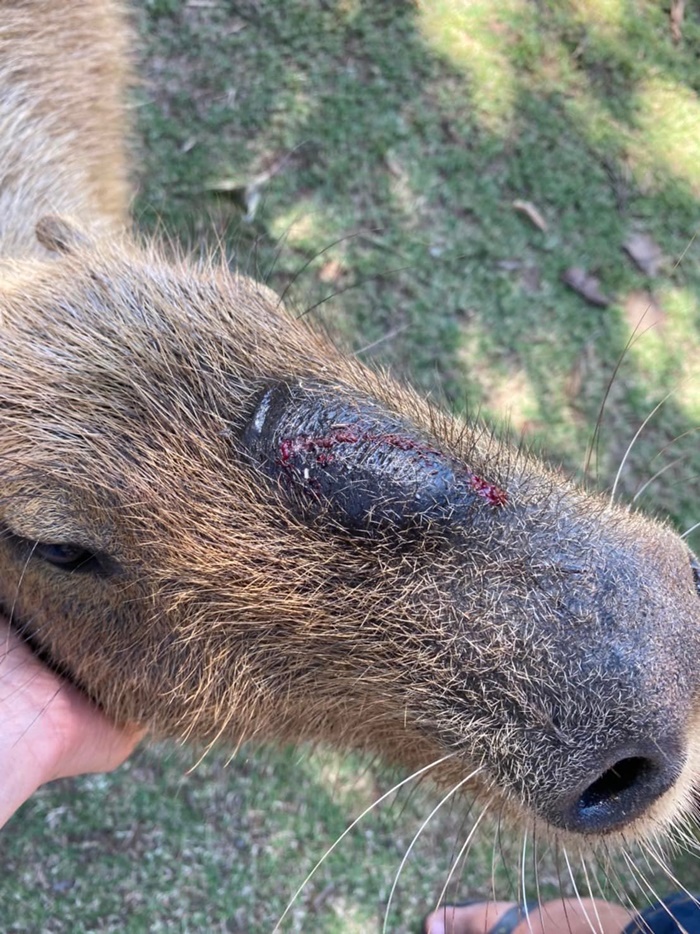 คาปิบาร่า