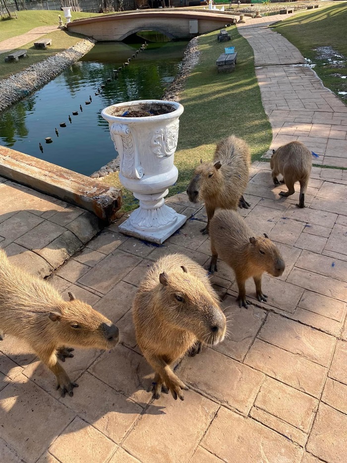 คาปิบาร่า