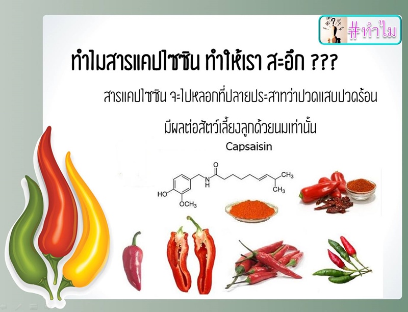 ปลาหมึกชอต