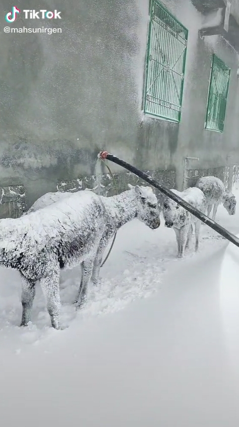 ฝูงลายืนแข็งกลางหิมะ