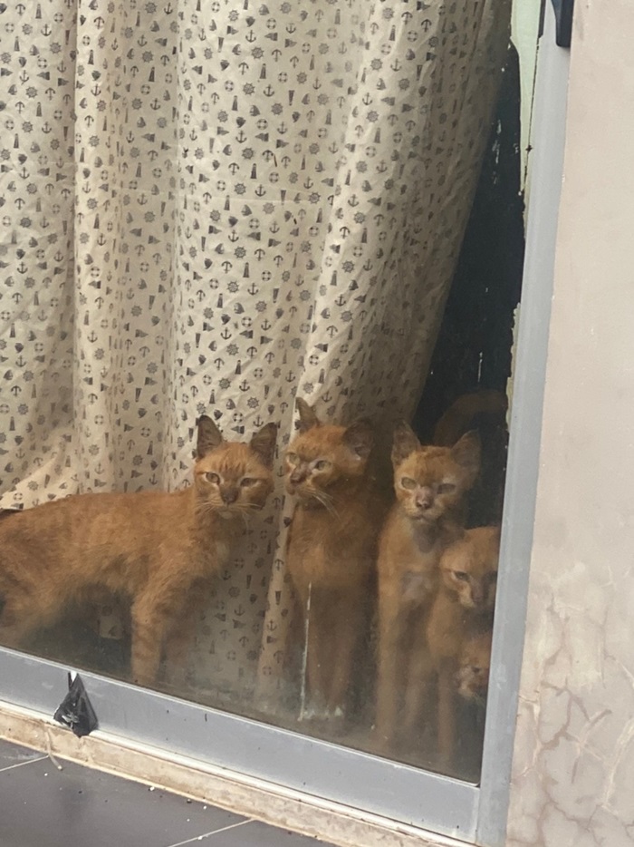 แมวส้มถูกทิ้ง