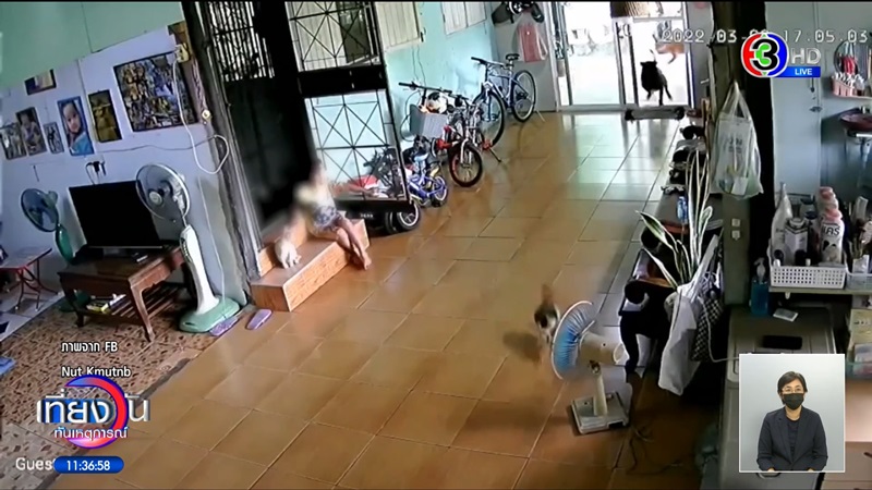 พิตบูลหลุดเข้าบ้าน