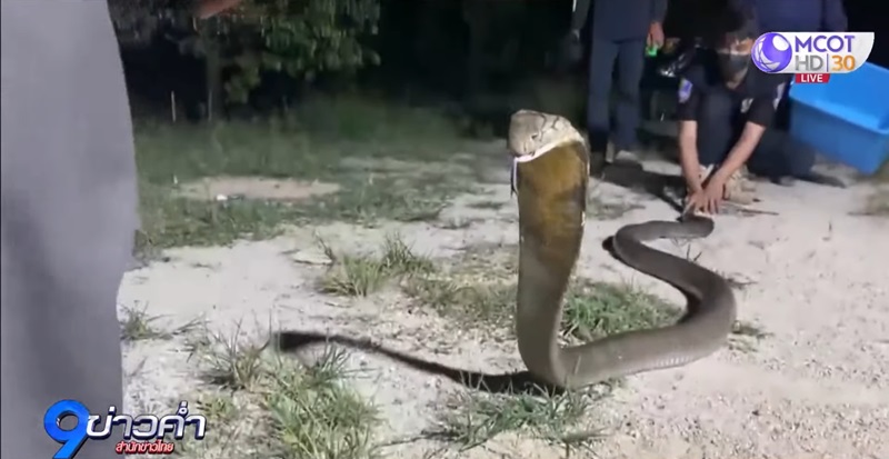 งูจงอาง