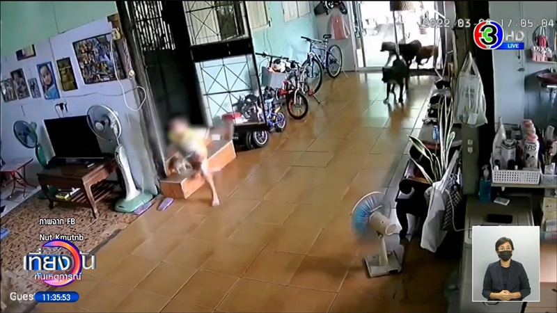 พิตบูลหลุดเข้าบ้าน