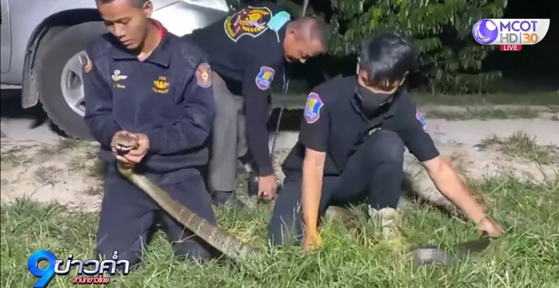 งูจงอาง