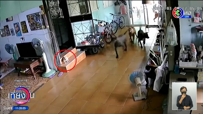 พิตบูลหลุดเข้าบ้าน