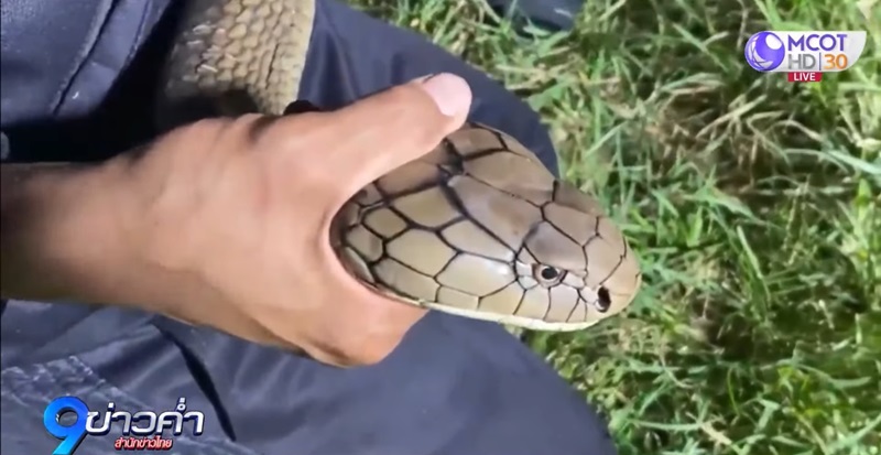 งูจงอาง