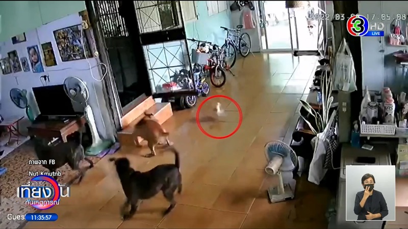 พิตบูลหลุดเข้าบ้าน