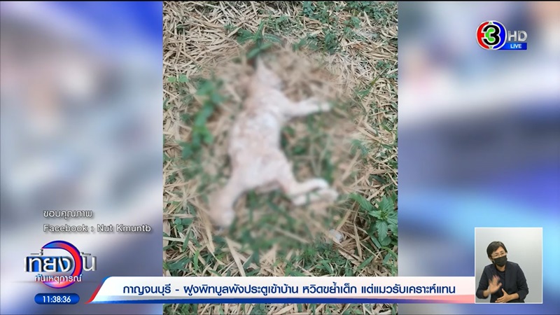 พิตบูลหลุดเข้าบ้าน